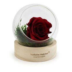 Rose éternelle en terrarium socle bois