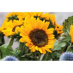 GIRASOL Graines de tournesol