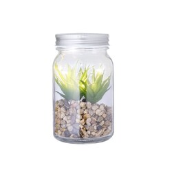 Plante Décorative Kyala