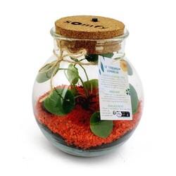 Terrarium lumineux