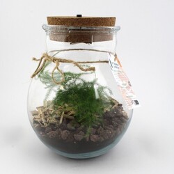 Terrarium lumineux