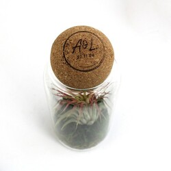 Terrarium boule liège Tillandsia