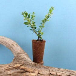 Mini plant d'arbre pot fibre de bois