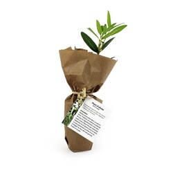 Mini plant d'arbre pot fibre de bois