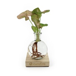 Plante vase socle lumineux