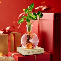 Plante vase socle lumineux