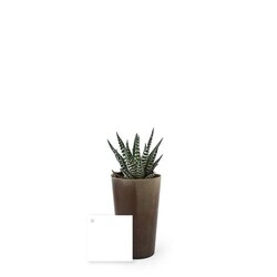 Plante grand gob'lin