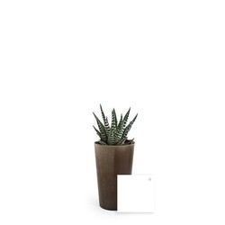 Plante grand gob'lin