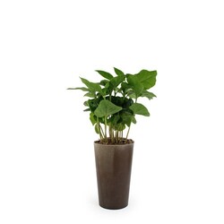 Plante grand gob'lin