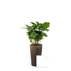 Plante grand gob'lin