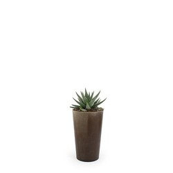 Plante grand gob'lin