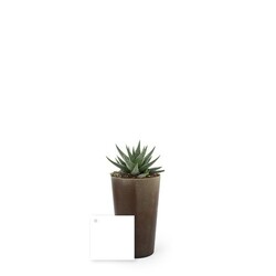 Plante grand gob'lin