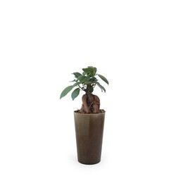 Plante grand gob'lin