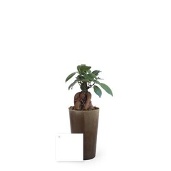 Plante grand gob'lin