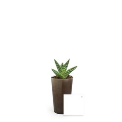 Plante grand gob'lin