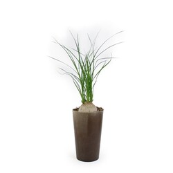Plante grand gob'lin