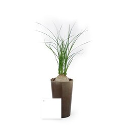 Plante grand gob'lin