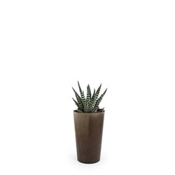Plante grand gob'lin