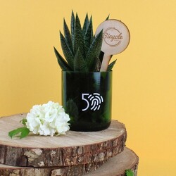Plante bouteille recyclée