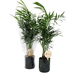 Plante bouteille recyclée