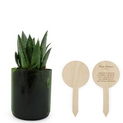 Plante bouteille recyclée