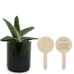 Plante bouteille recyclée
