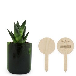 Plante bouteille recyclée