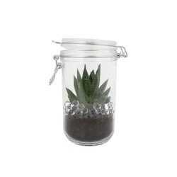 Plante grand bocal