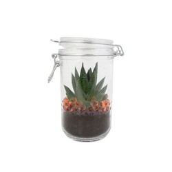 Plante grand bocal