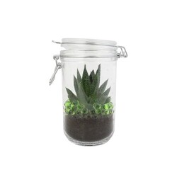 Plante grand bocal