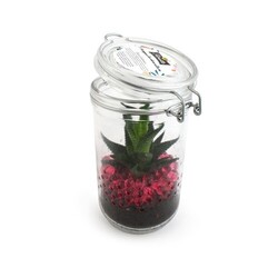 Plante grand bocal