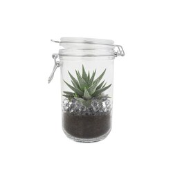Plante grand bocal