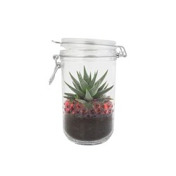 Plante grand bocal