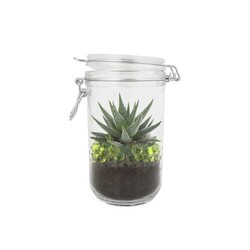 Plante grand bocal