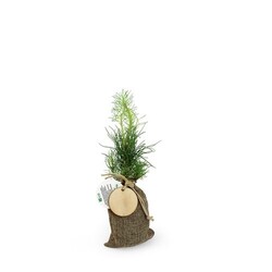 Plant d'arbre en pochon - Résineux