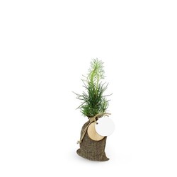 Plant d'arbre en pochon - Résineux
