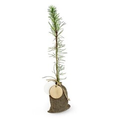 Plant d'arbre en pochon - Résineux