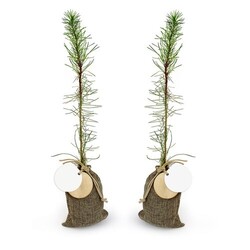 Plant d'arbre en pochon - Résineux