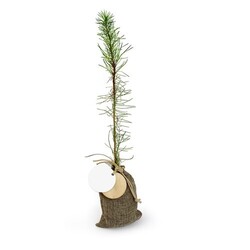 Plant d'arbre en pochon - Résineux