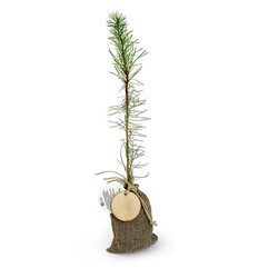 Plant d'arbre en pochon - Résineux