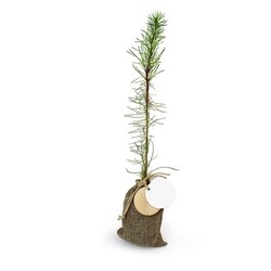 Plant d'arbre en pochon - Résineux