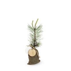 Plant d'arbre en pochon - Résineux