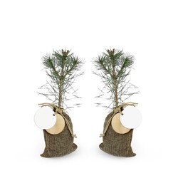 Plant d'arbre en pochon - Résineux