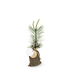 Plant d'arbre en pochon - Résineux