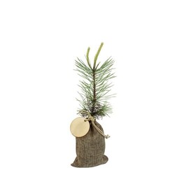 Plant d'arbre en pochon - Résineux