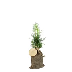 Plant d'arbre en pochon - Résineux