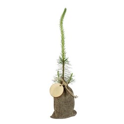 Plant d'arbre en pochon - Résineux