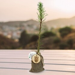 Plant d'arbre en pochon - Résineux
