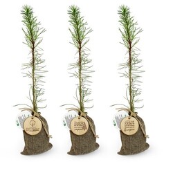 Plant d'arbre en pochon - Résineux