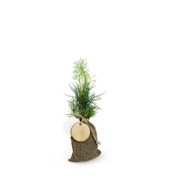 Plant d'arbre en pochon - Résineux